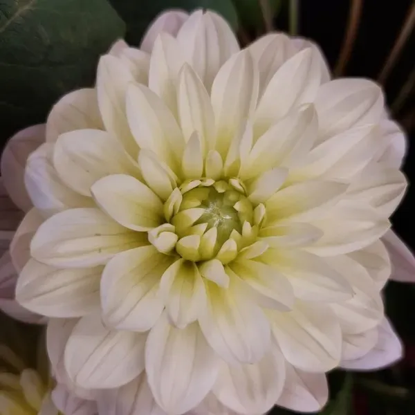 composition-fleur (7)