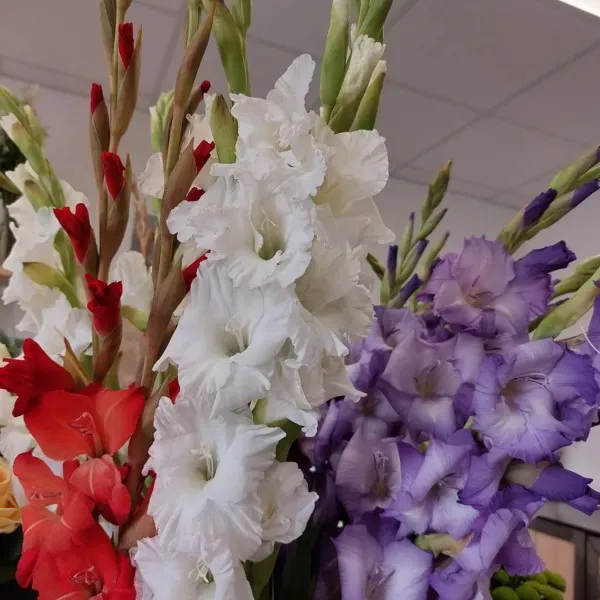 Fleurs à Saint-Laurent-de-Neste
