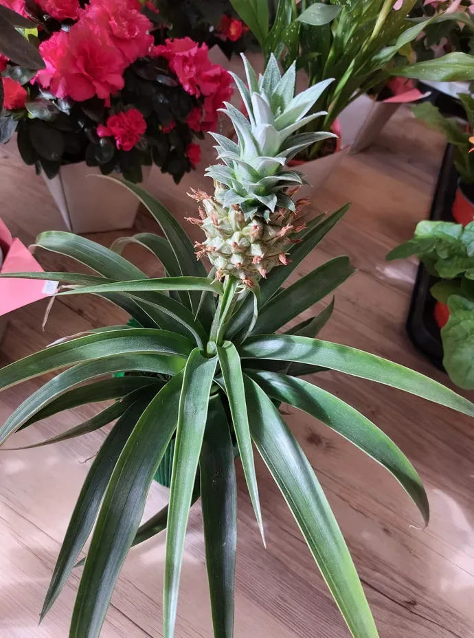 Plantes à Saint-Laurent-de-Neste