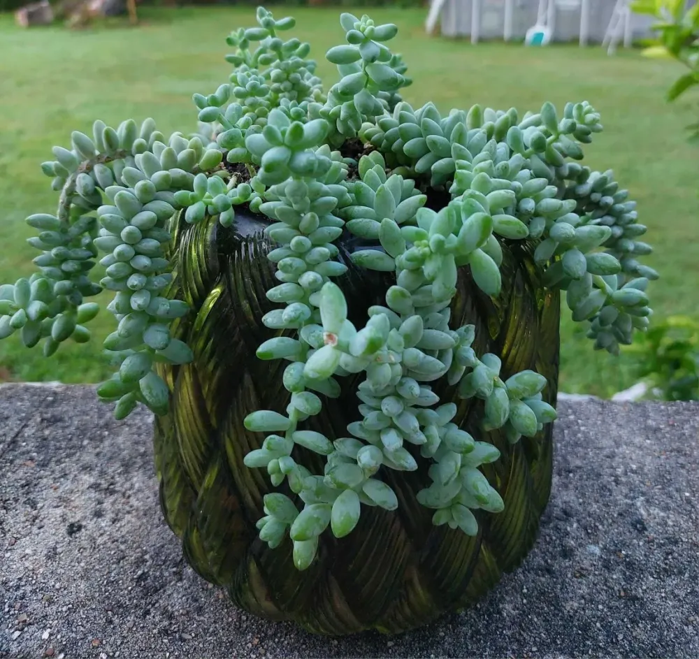 mes-plantes vente-plante (2)