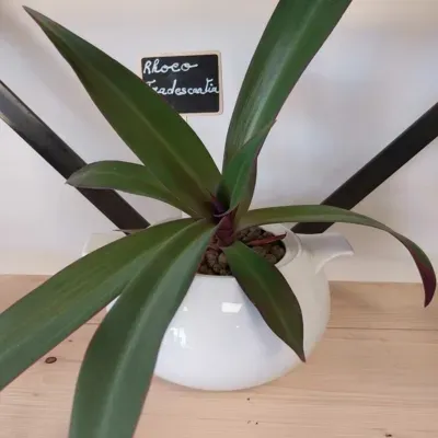 mes-plantes vente-plante (3)